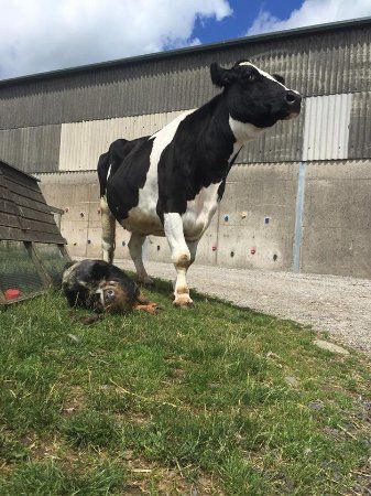 Greenlands Farm Village